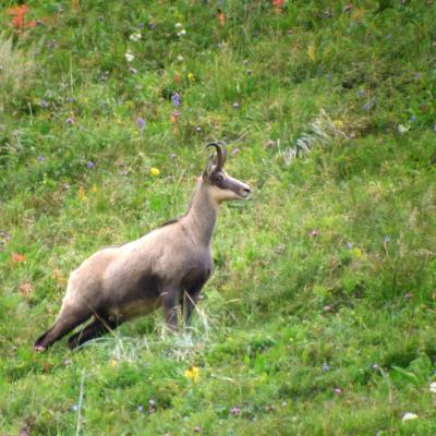 Chamois